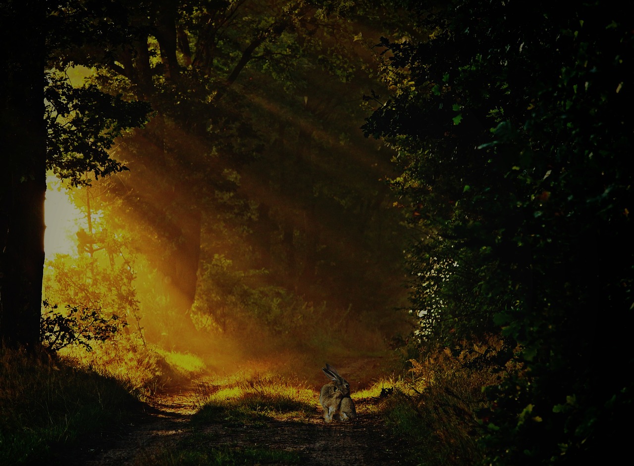 Image - forest path hare animal forest