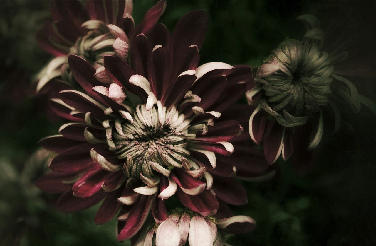 Image - chrysanthemum autumn violet dark