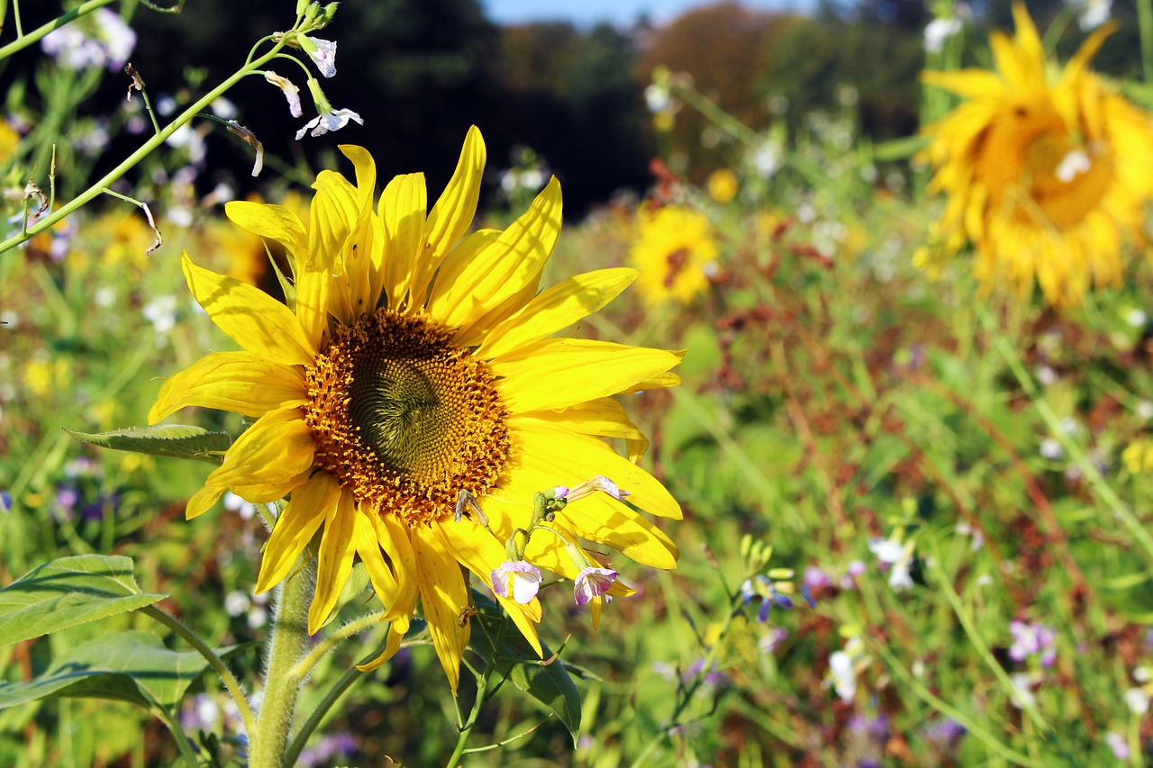 Image - sunflower sunflower field yellow