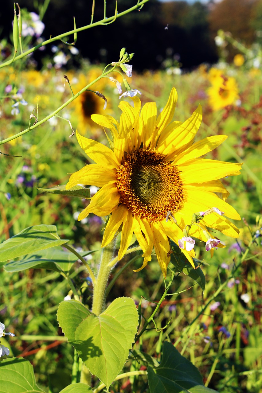 Image - sunflower sunflower field yellow