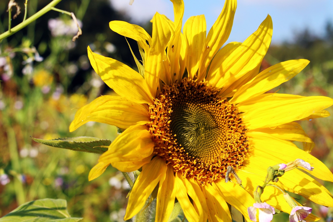 Image - sunflower sunflower field yellow