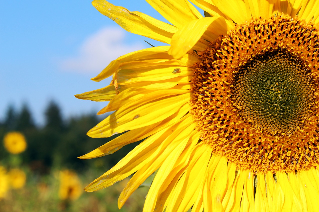 Image - sunflower sunflower field yellow