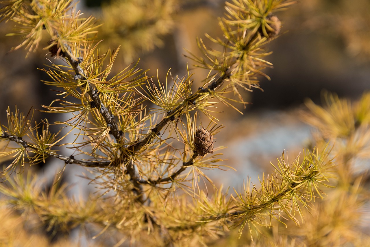 Image - autumn larch larch discoloration