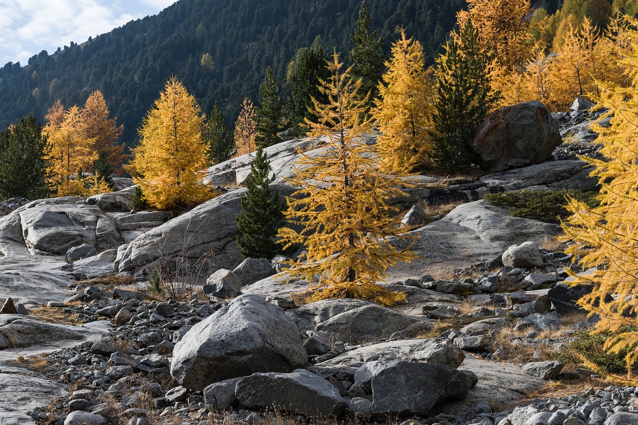 Image - autumn larch larch discoloration