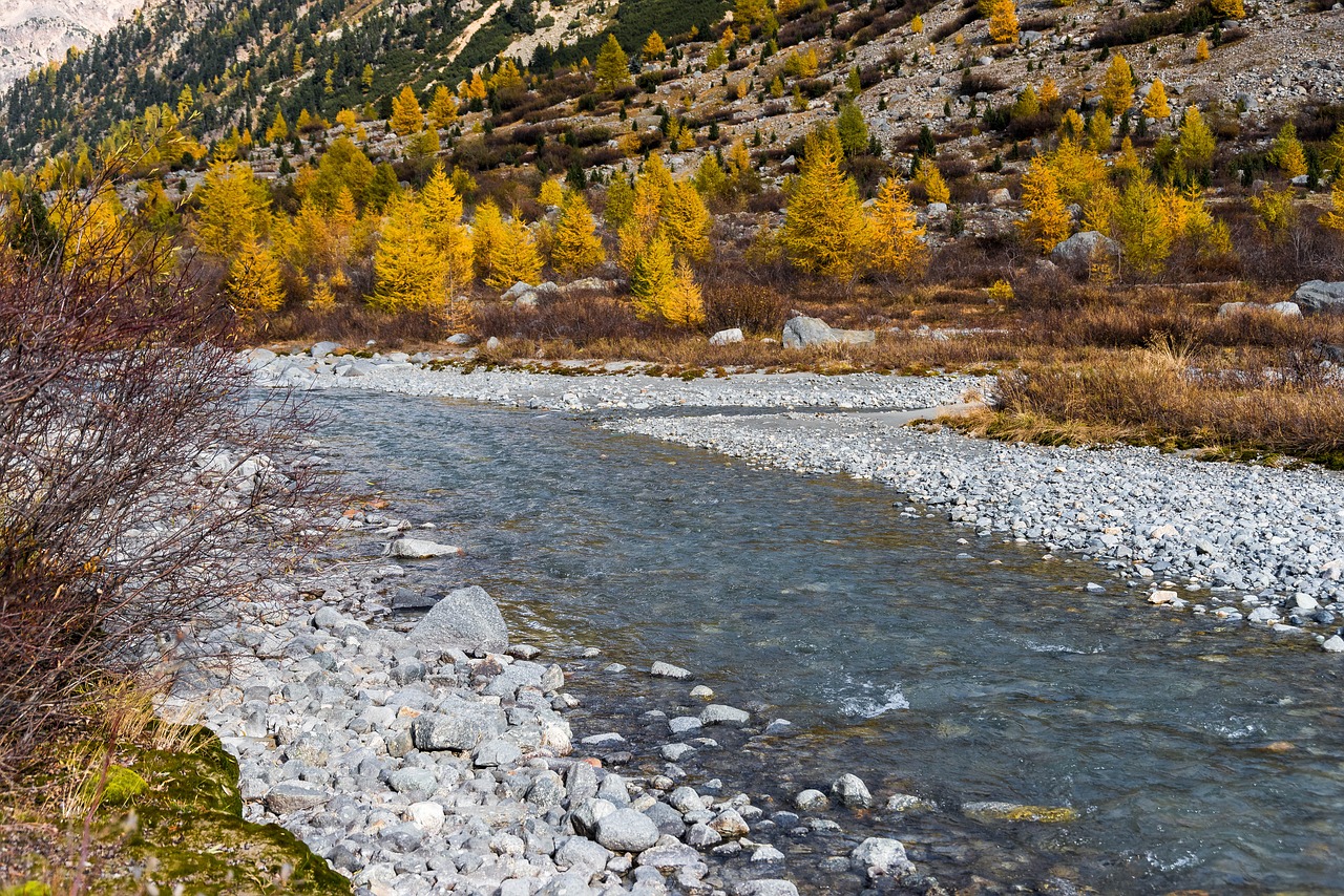 Image - autumn larch larch discoloration