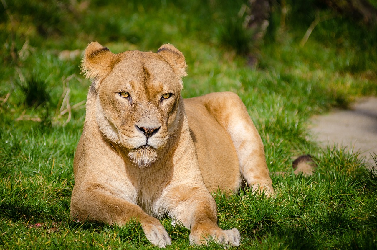 Image - lioness portrait cat feline