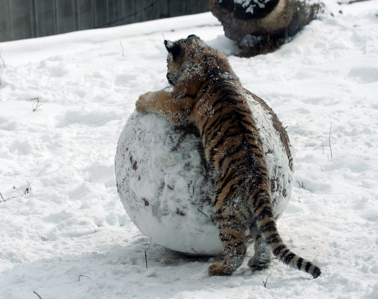 Image - tiger cub snow winter big cat