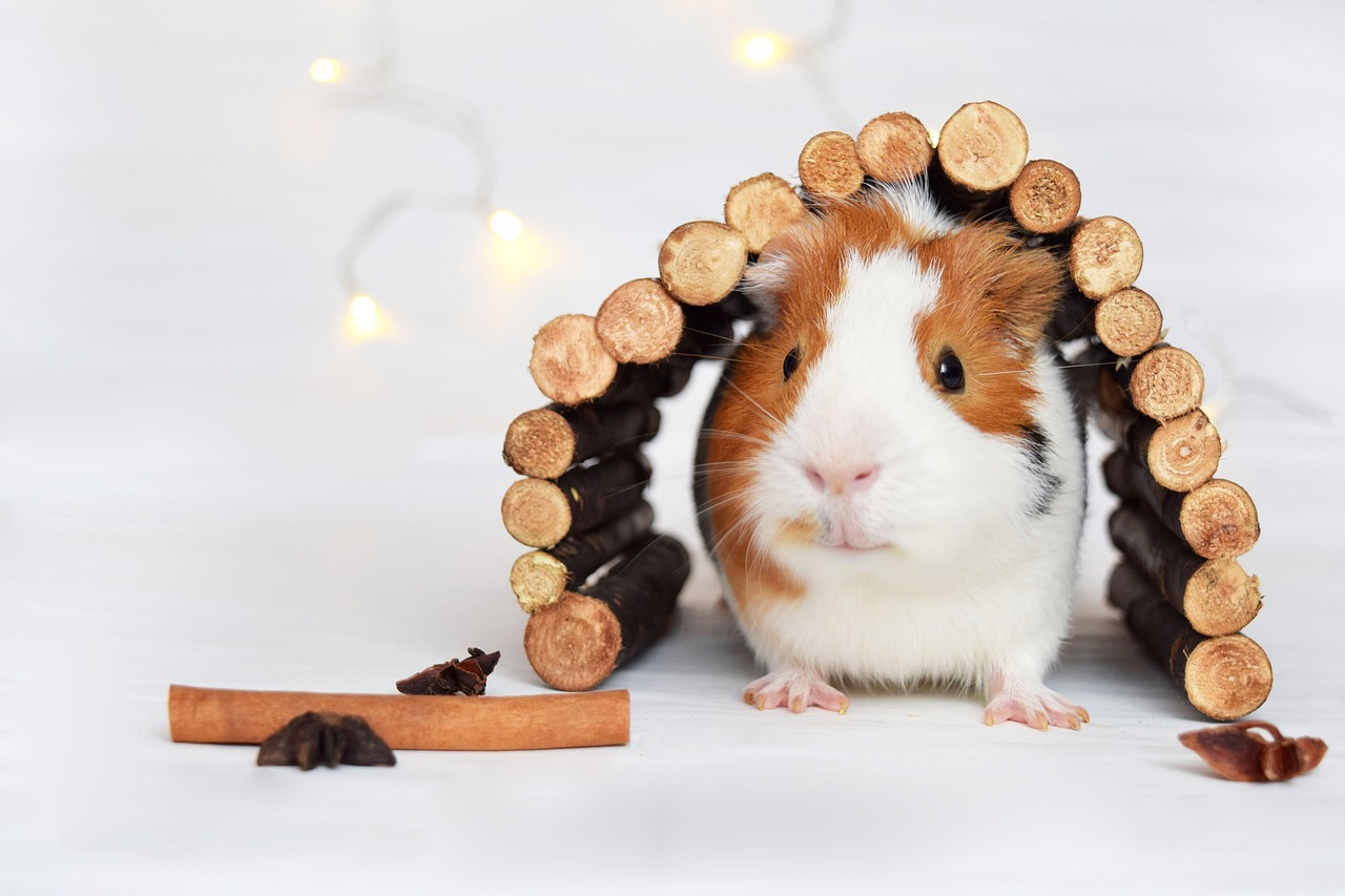 Image - guinea pig pig animal pet cute