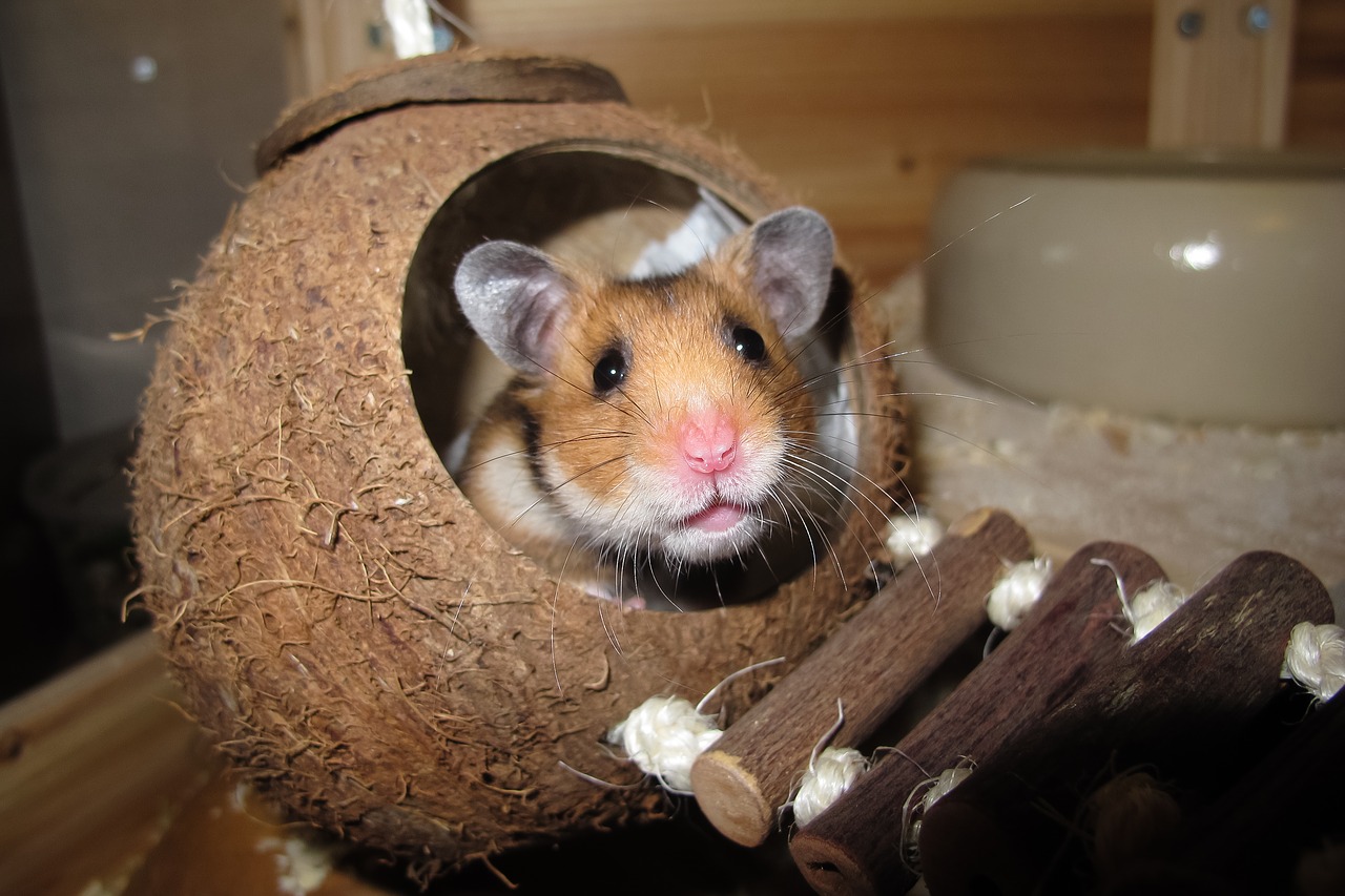 Image - hamster coconut sleep nest rest