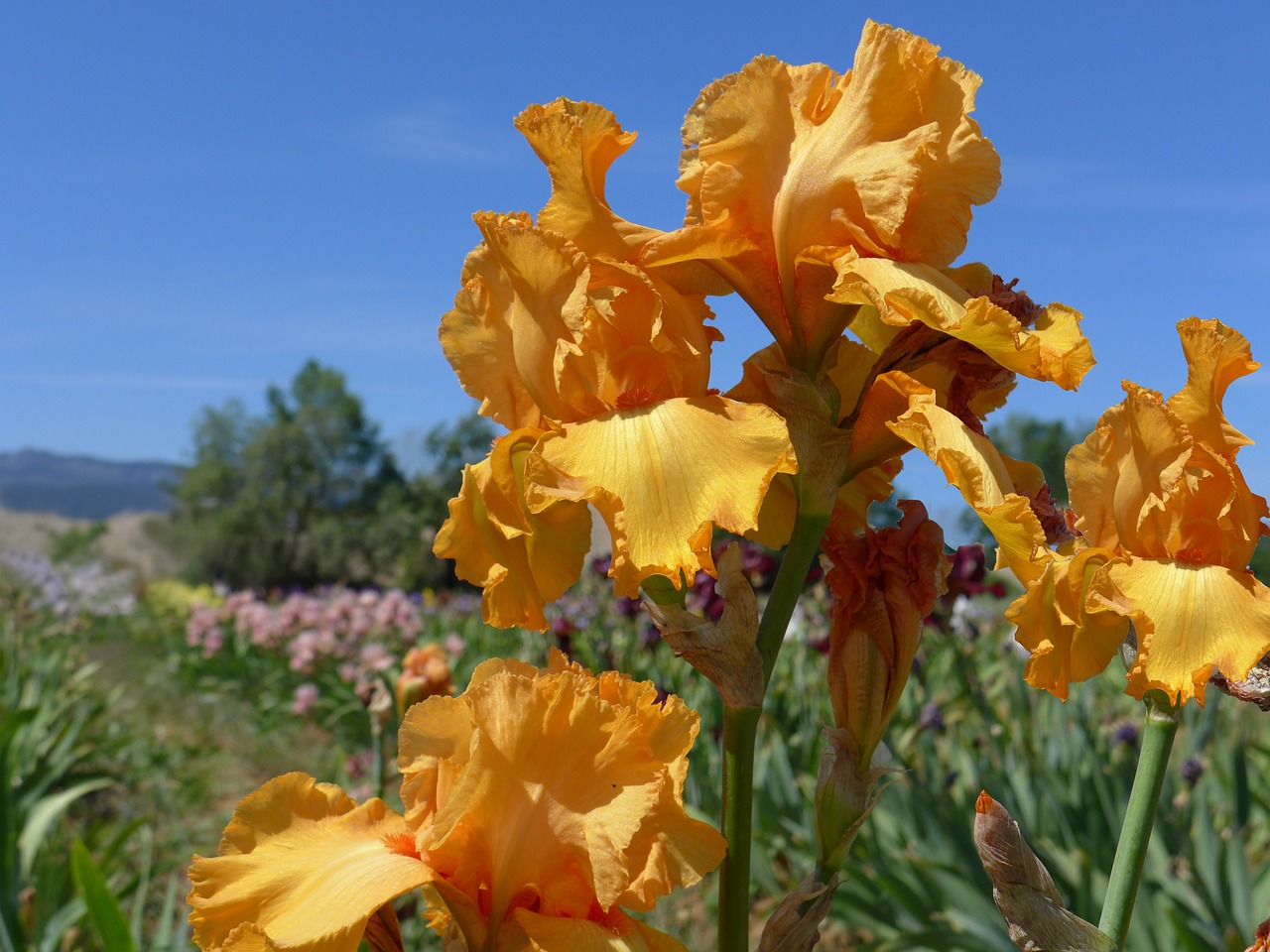 Image - yellow iris flower iris