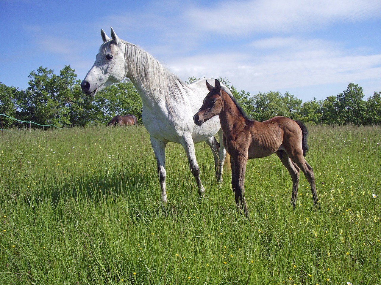 Image - pure arab blood horse horse breeding