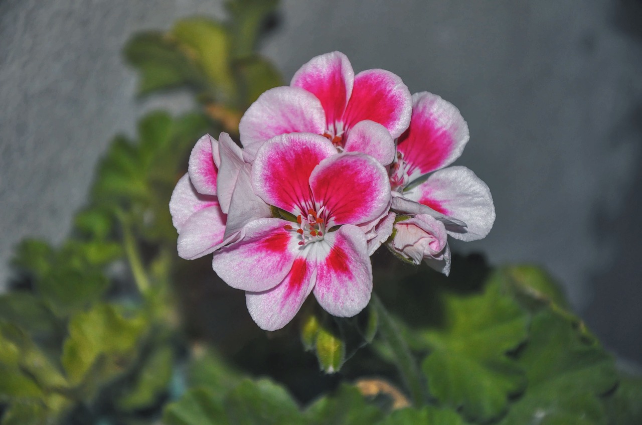 Image - geranium houseplants up flowers