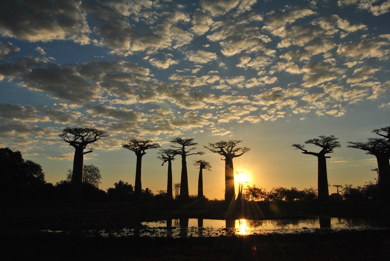 Image - africa funny trees evening light