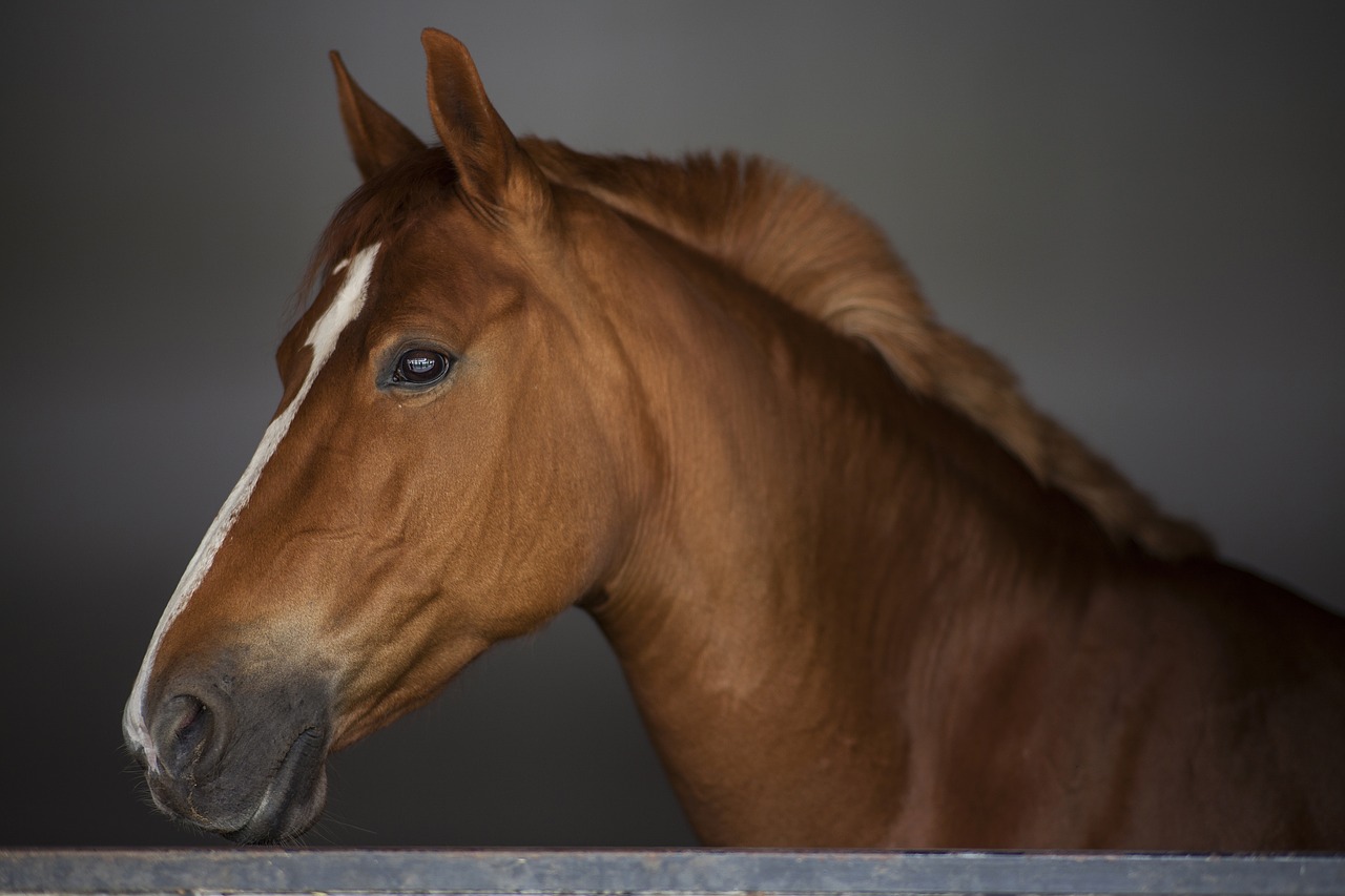 Image - horse stallion portrait animal head