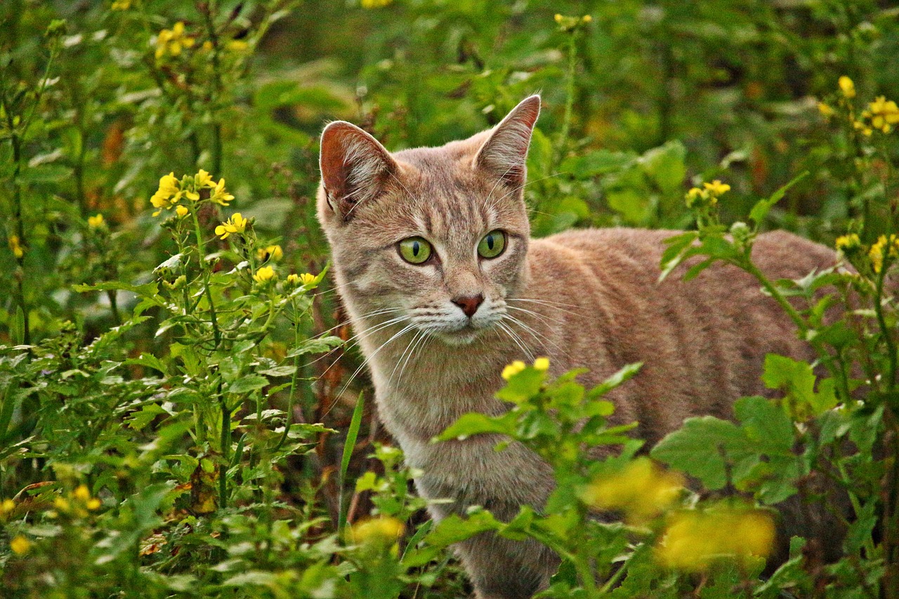 Image - cat mieze breed cat flowers