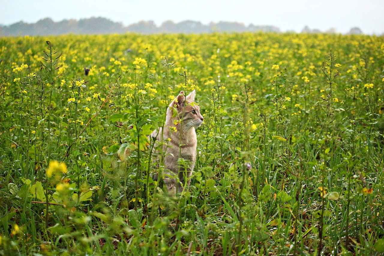 Image - cat kitten mieze flowers field