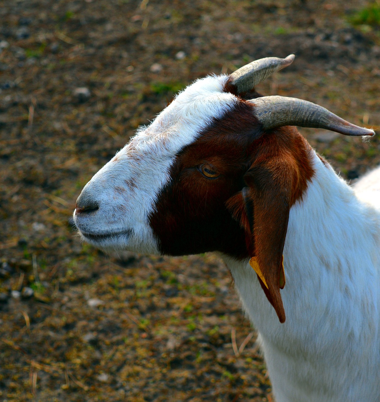 Image - goat billy goat goatee goat buck