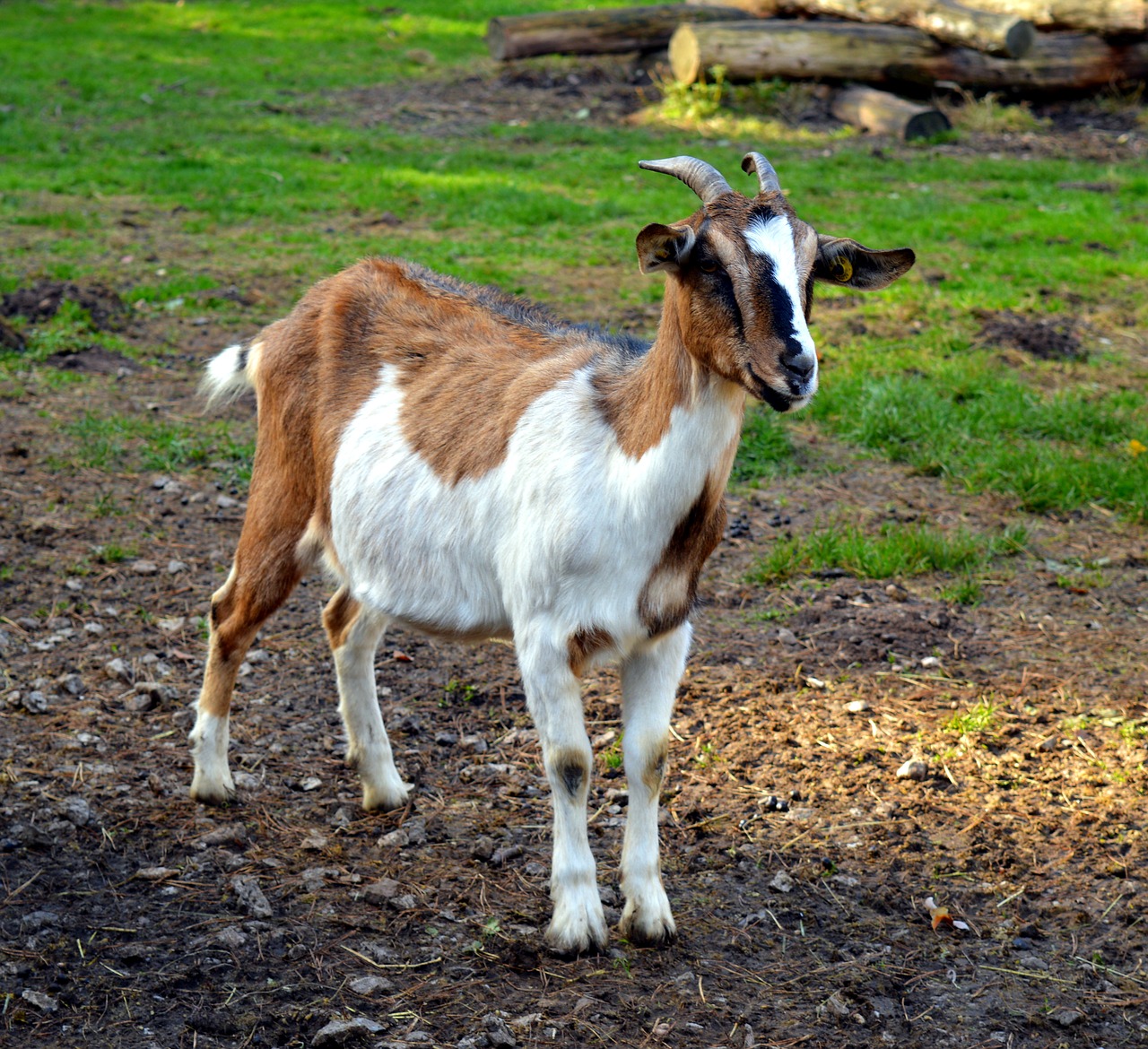 Image - goat billy goat goatee goat buck