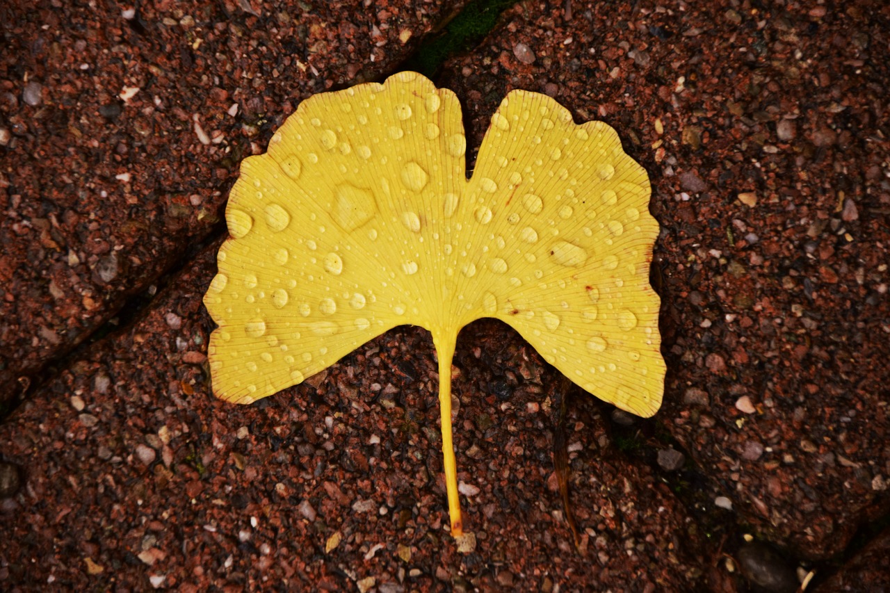 Image - ginkgo ginkgo leaf autumn