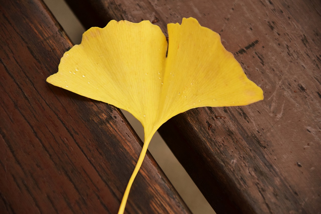 Image - ginkgo ginkgo leaf yellow autumn