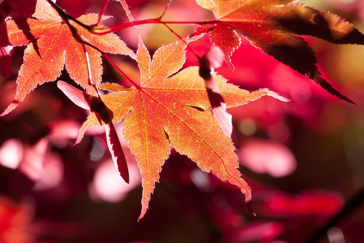 Image - maple autumn leaf red leaves