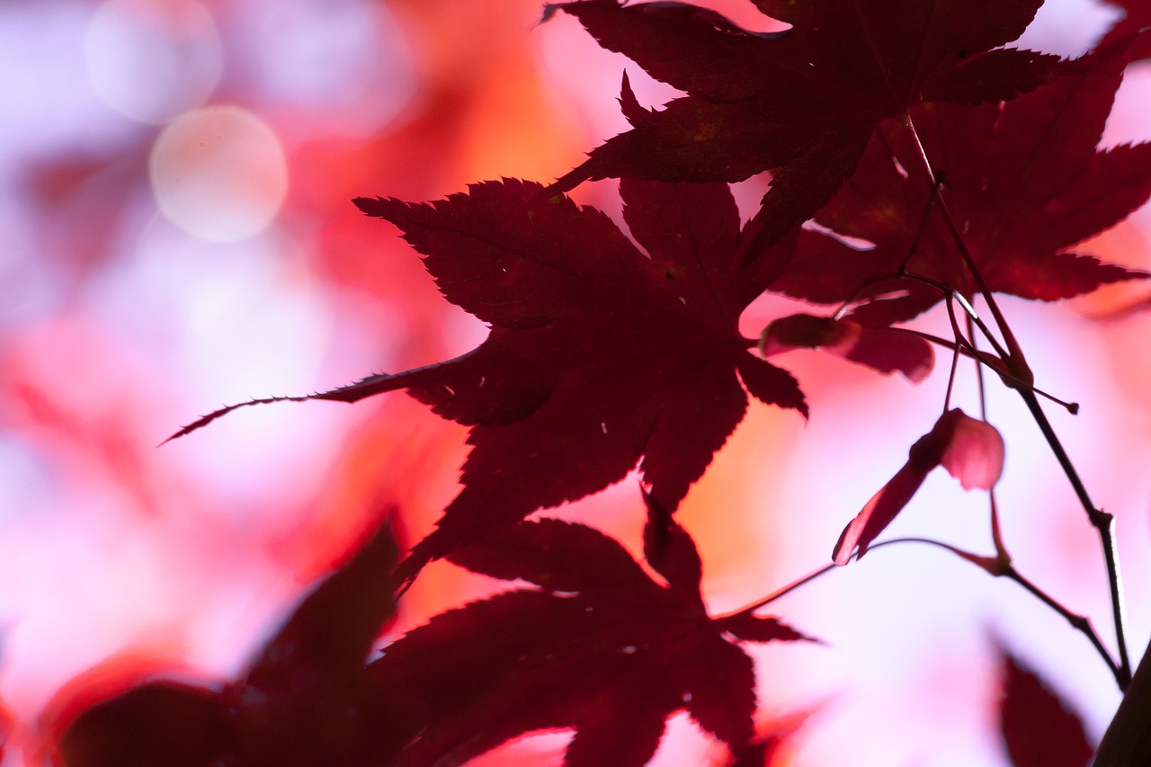 Image - maple autumn leaf red leaves