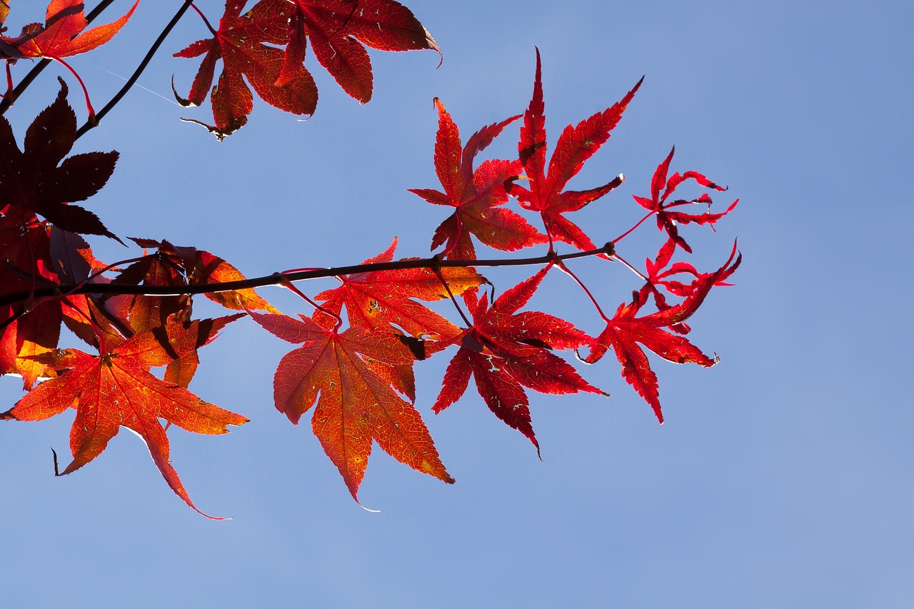 Image - maple autumn leaf red leaves