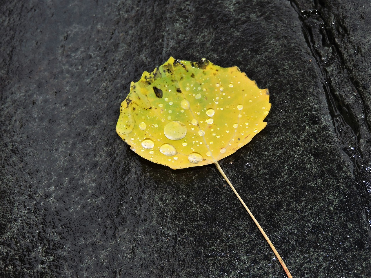 Image - autumn leaf stone yellow