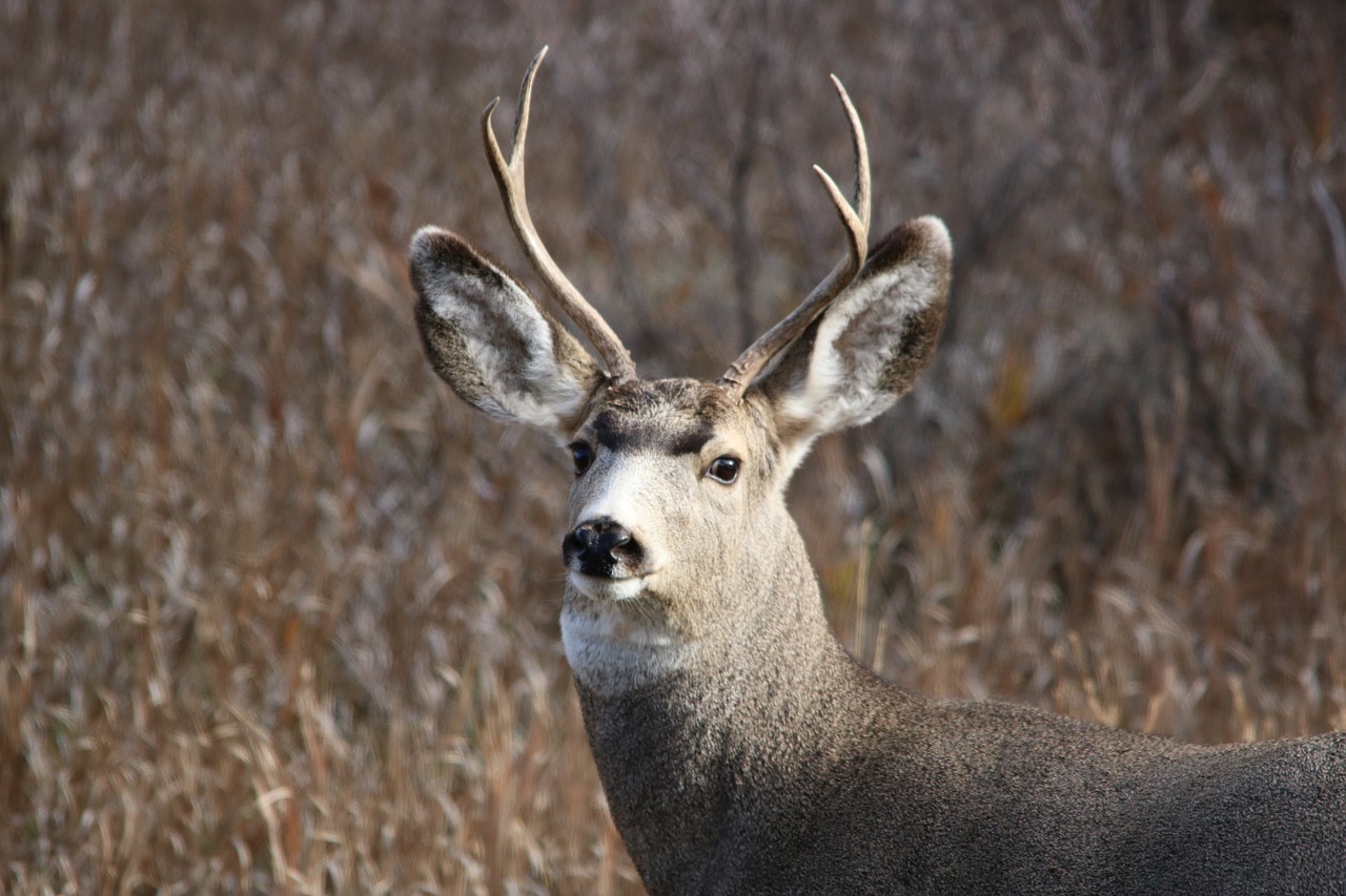 Image - mule deer buck wildlife animal