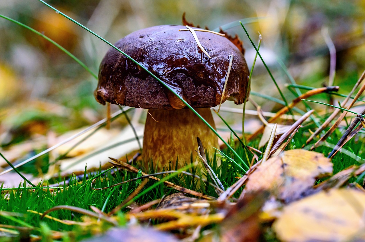 Image - forest chestnuts porcini mushrooms