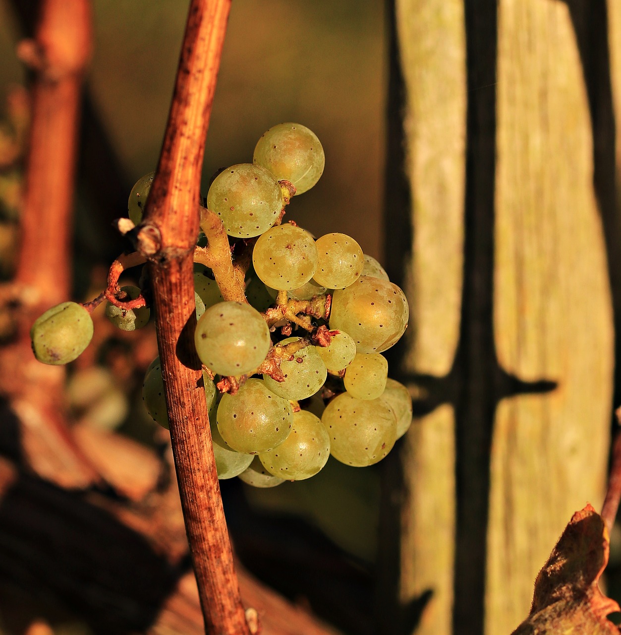 Image - grapes autumn vines rebstock