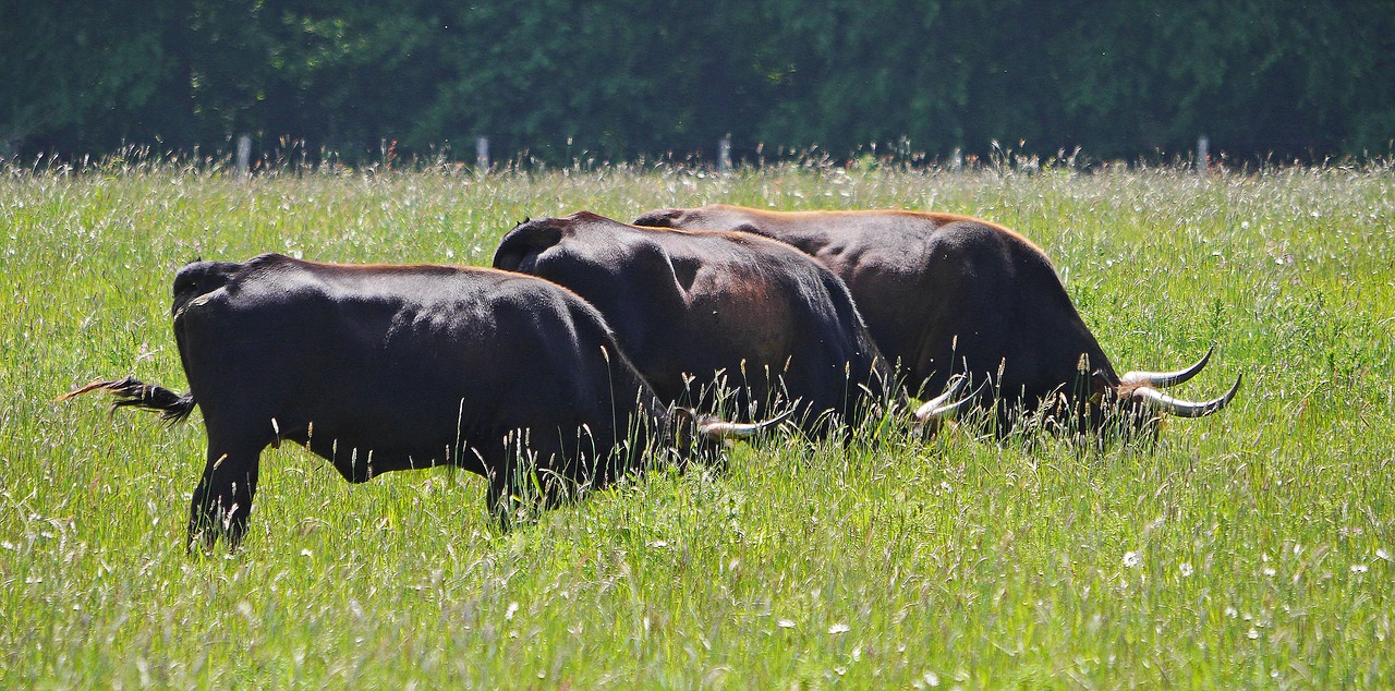 Image - heck cattle summer meadow graze eat
