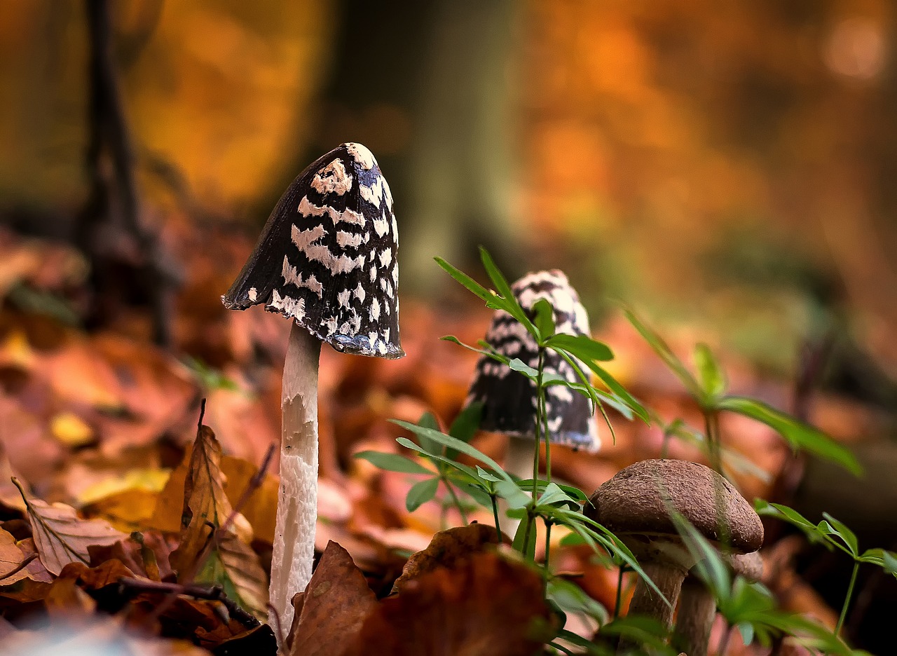 Image - mushrooms forest moist leaves moss