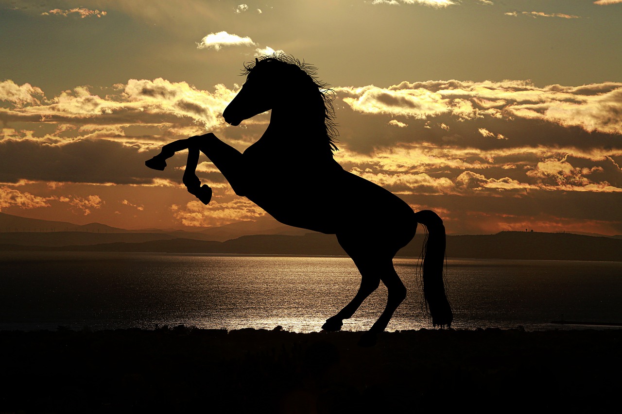 Image - horse sunset sea light reflections