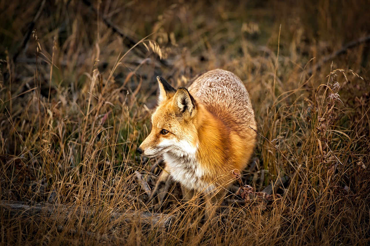 Image - colorado fox animal wildlife cute