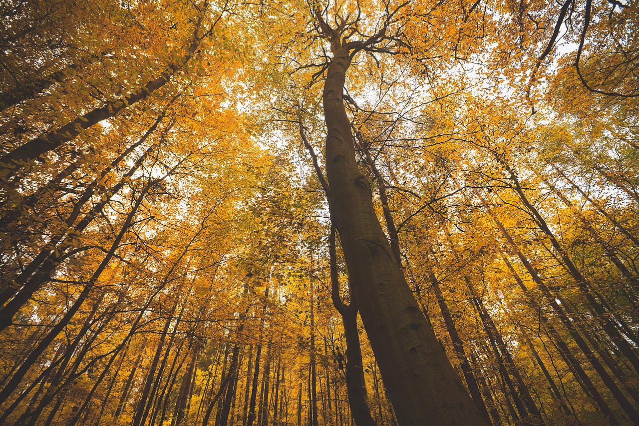 Image - forest autumn nature park fall