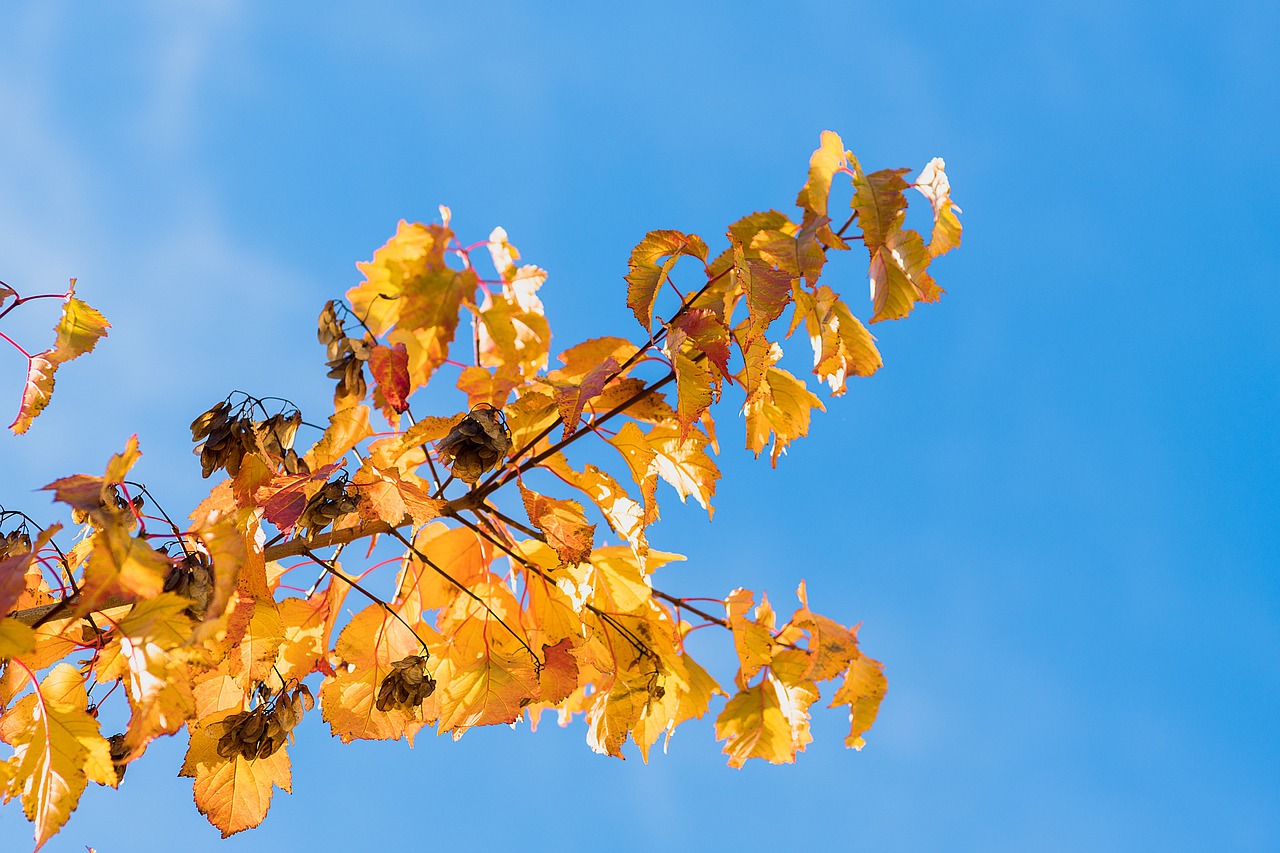 Image - leaves autumn brunches sky blue