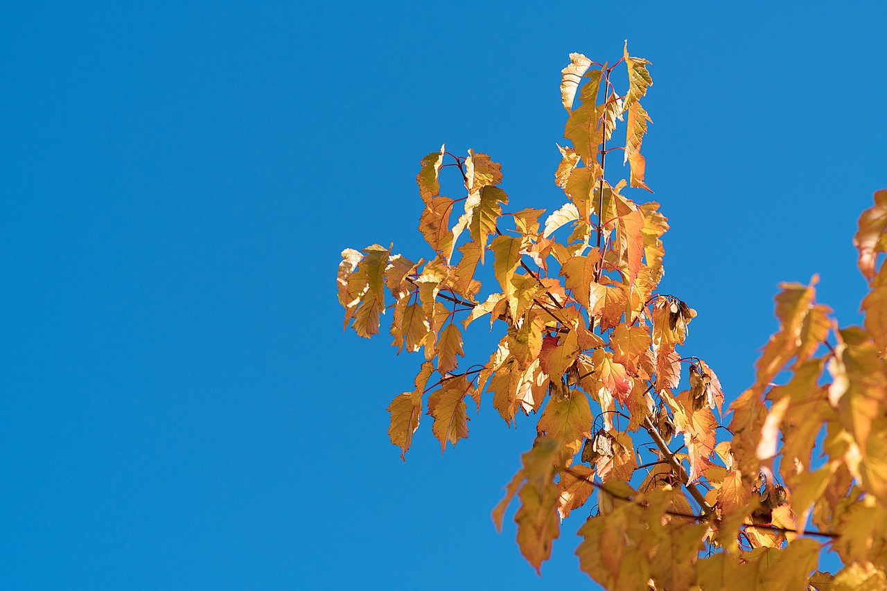 Image - leaves autumn brunches sky blue