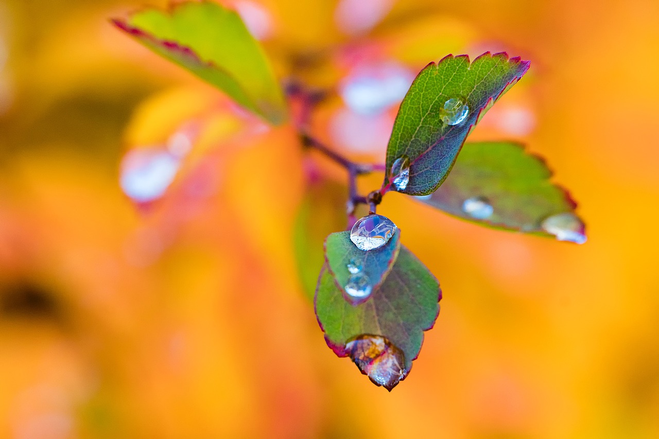 Image - leaves autumn brunches sky blue