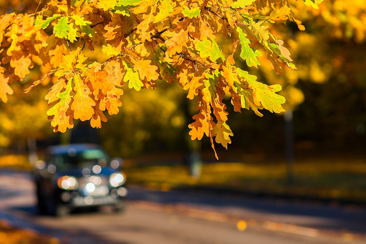 Image - autumn car outdoor fall road