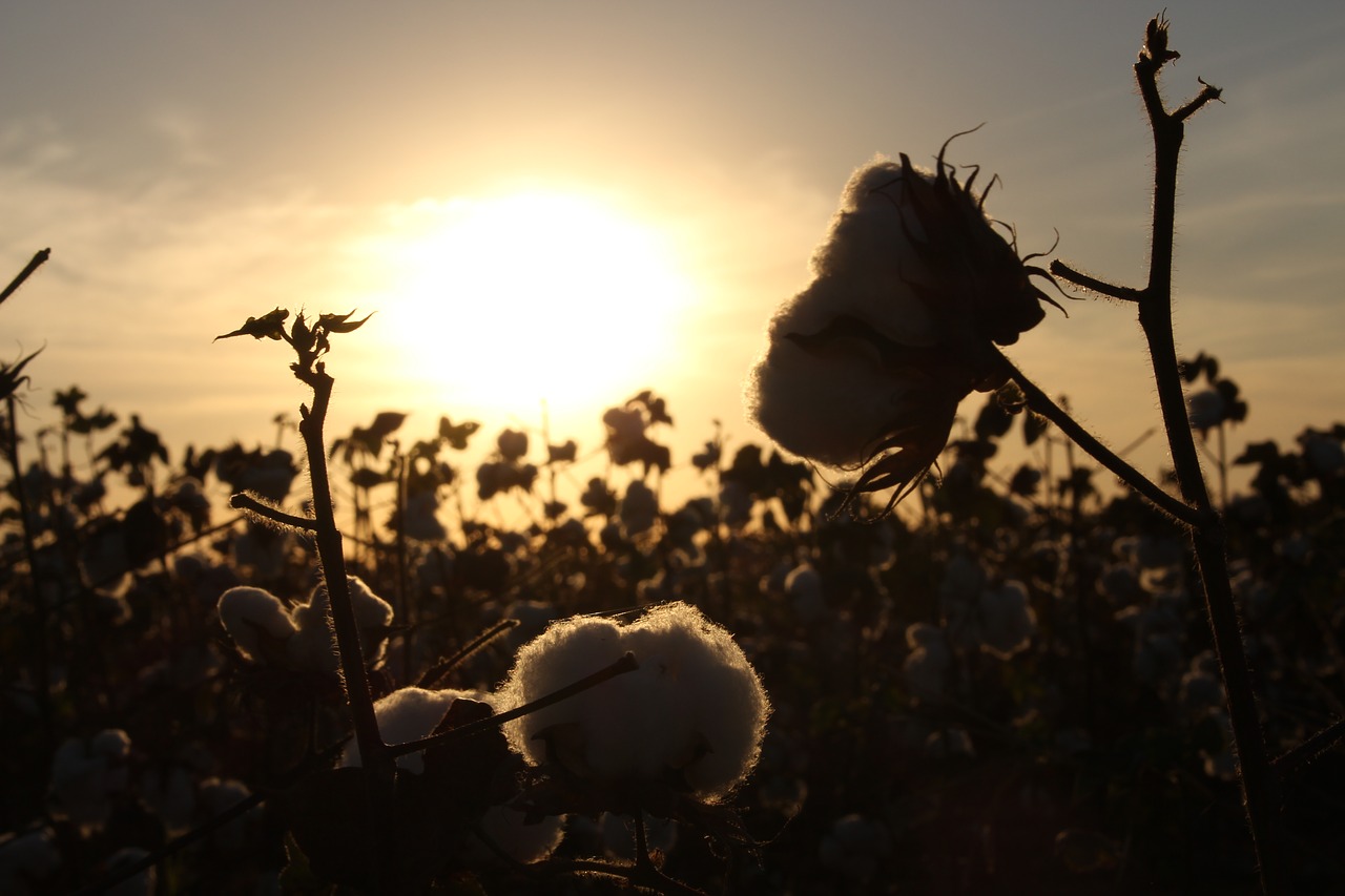 Image - cotton crop field brazil
