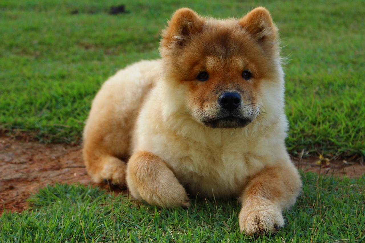 Image - dog animal chow chow looking pet