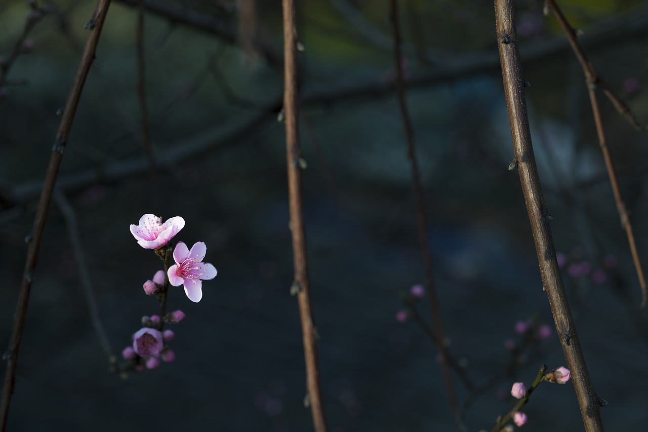 Image - flower red dark background spring