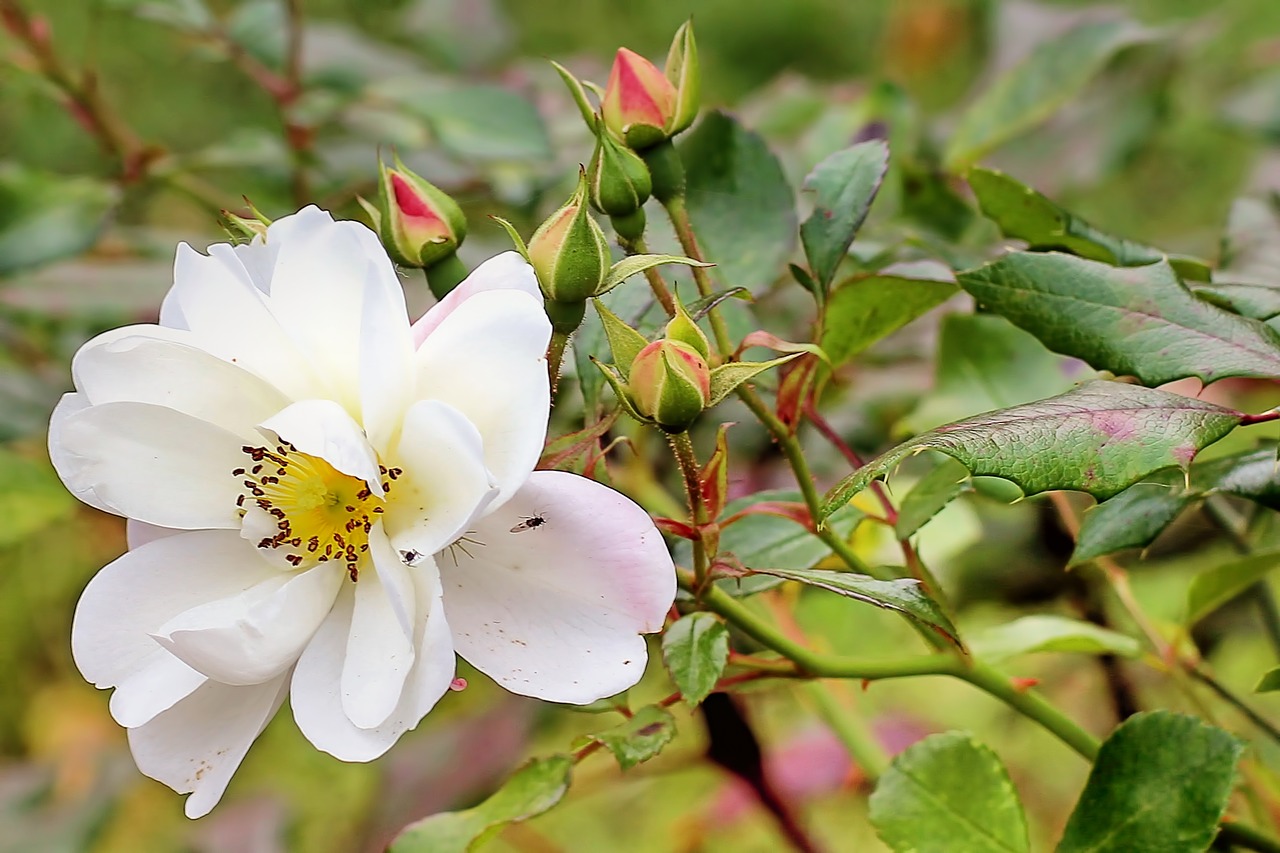 Image - bush rose wild rose rose autumn