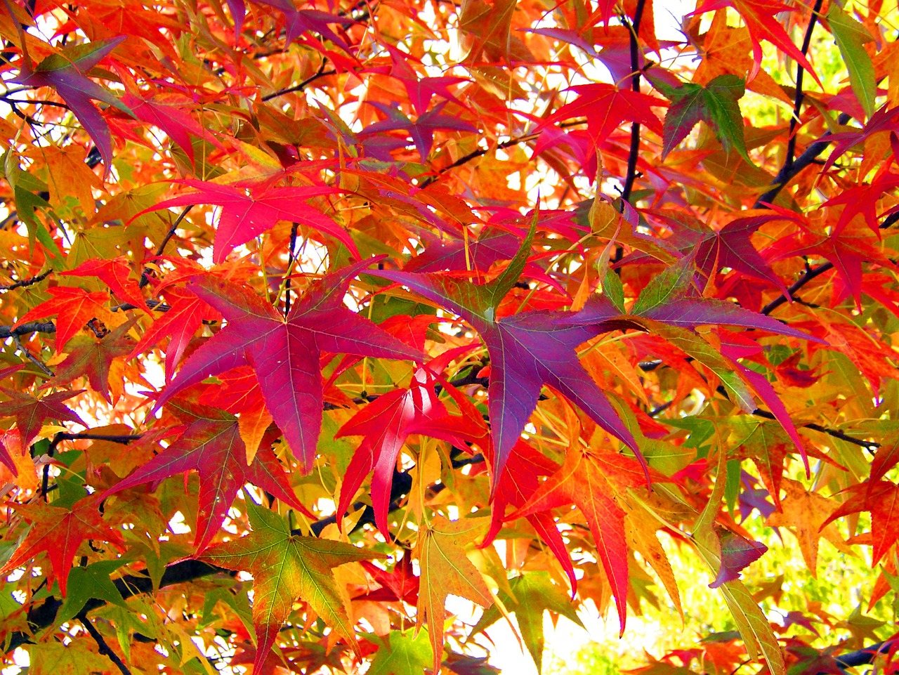 Image - leaves fall autumn colors season