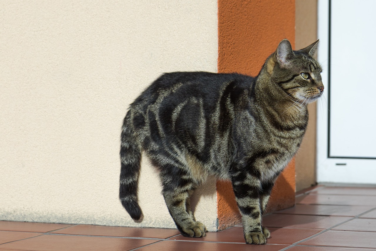 Image - cat tabby fur domestic cat kitten