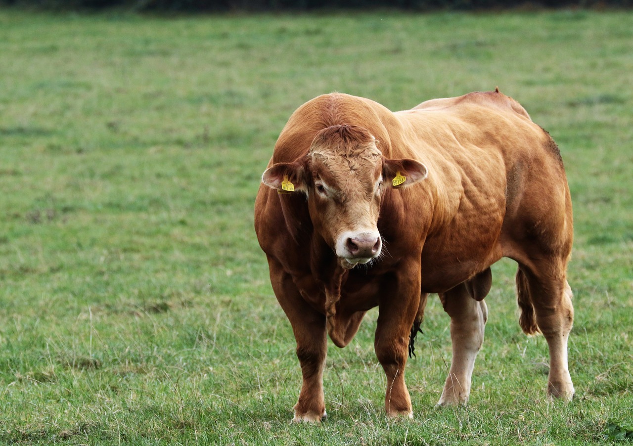 Image - bull cattle animal cow farm brown