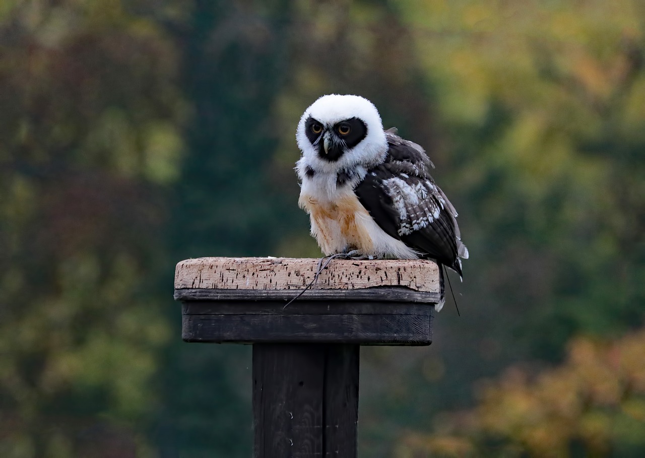 Image - spectacled owl owl bird animal