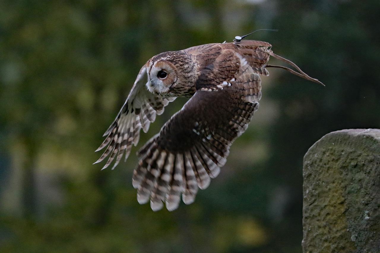 Image - barred owl owl usa wilderness bird