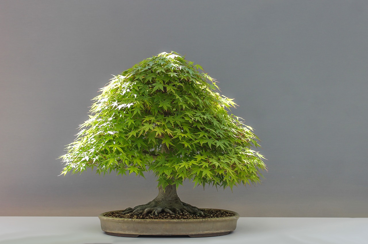 Image - bonsai plant japan maple culture